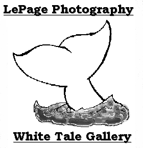 White Tail Gallery Logo